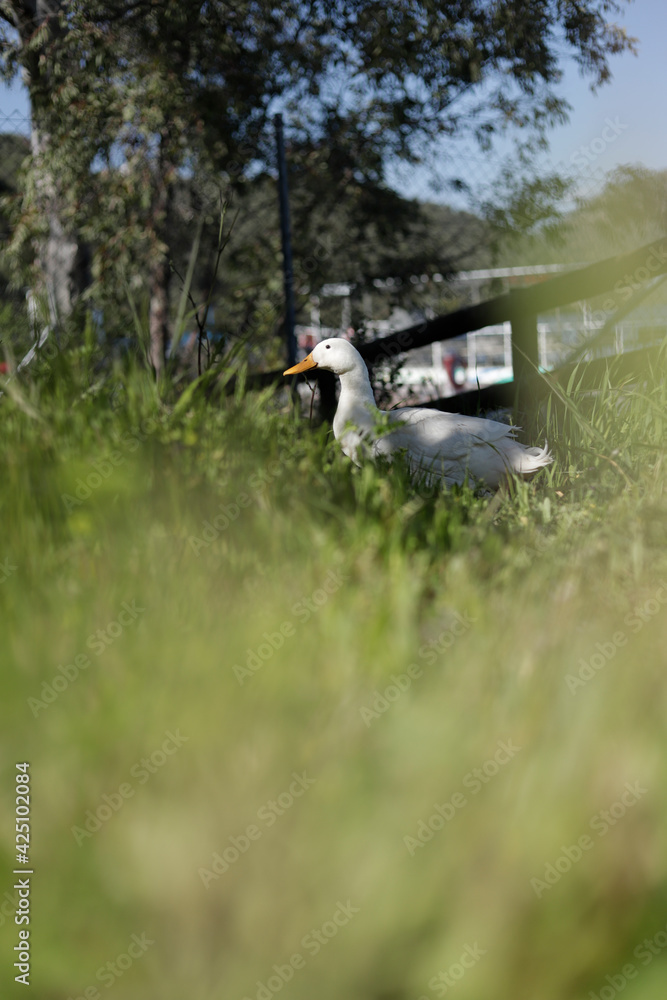 white duck in the grass white duck in the grass