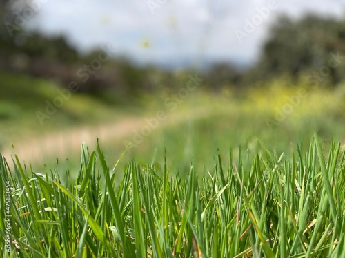 Grass © BELEN.GM