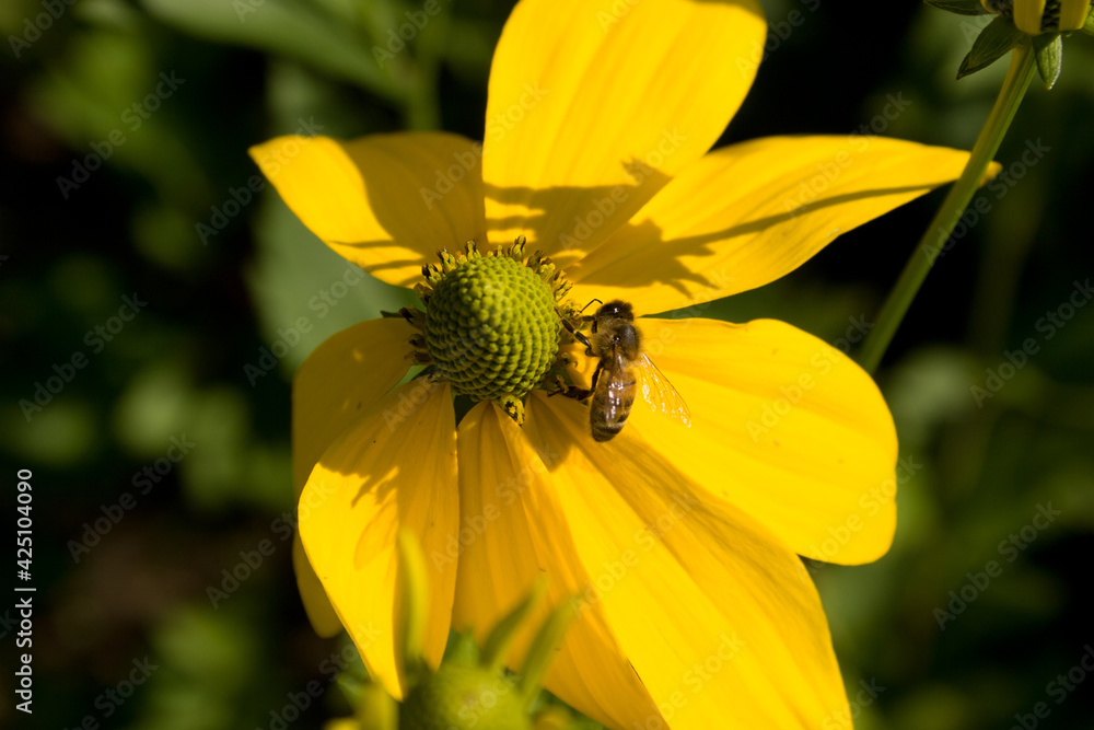 Yellow flowers with honey bees in The Netherlands Yellow flowers with honey bees in The Netherlands