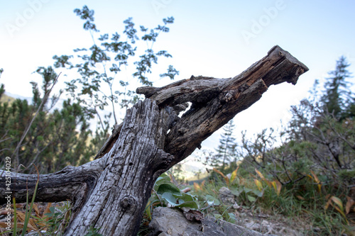 travel germany and bavaria, old root from a dead tree besides a hiking path, Bavaria, Germany