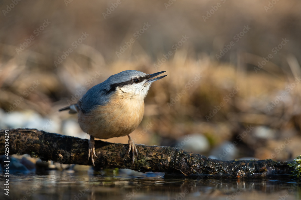 Eurasian nuthatch on a branch over a puddle Eurasian nuthatch on a branch over a puddle
