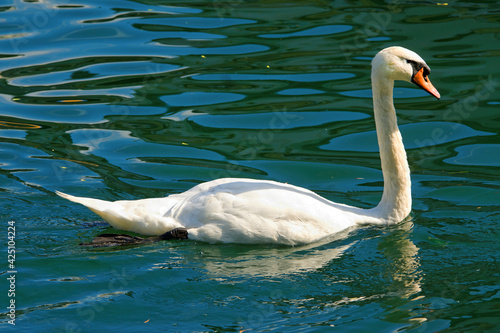 Swan fon Zewll am Zee lake  Austria  Europe