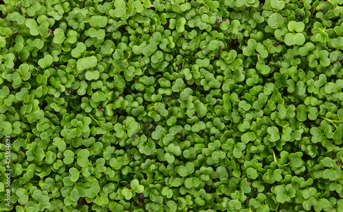 Green arugula microgreens background