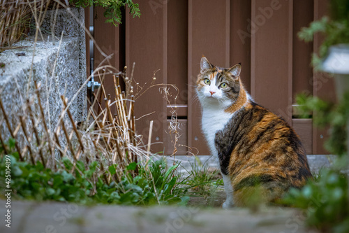 schüchterne dreifarbige Katze im Garten