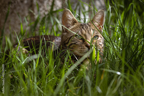Bengal-Katze genießt Sonne im Gras photo