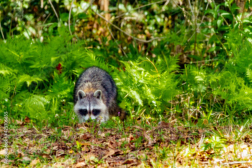 Raccoon Foraging