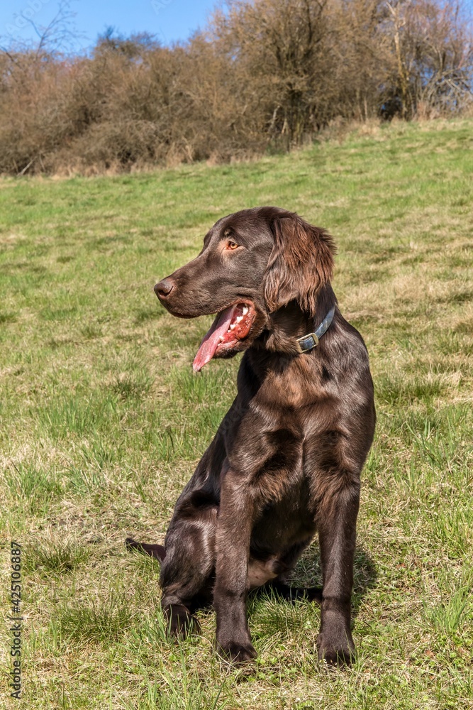 Puppy brown flat coated retriever on a green field. Hunting dog on a spring meadow. Puppy brown flat coated retriever on a green field. Hunting dog on a spring meadow.