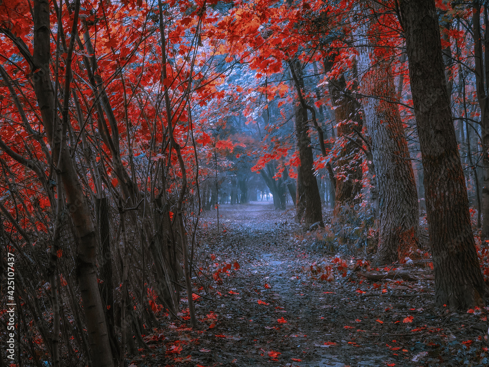 Fototapeta premium magical woods with thick fog, fall colours in the park, mystical autumn landscape.