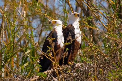 African fish-eagle. Chamo Lake, Ethiopia. Africa
The African fish eagle (Haliaeetus vocifer) or the African sea eagle, is a large species of eagle found throughout Africa