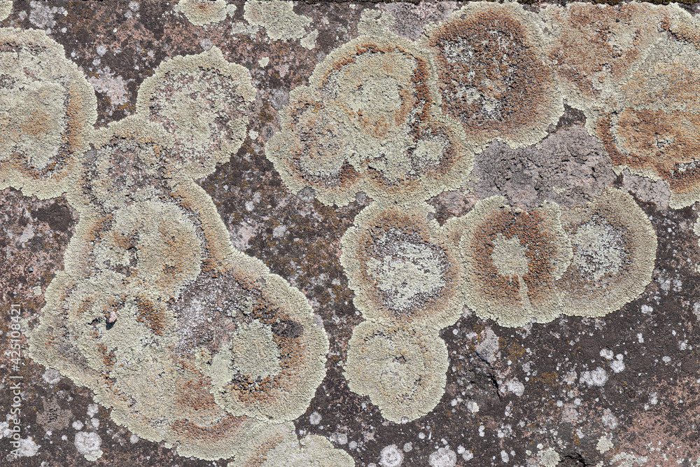 Natural background, combination of gray stone and green grey lichen Natural background, combination of gray stone and green grey lichen