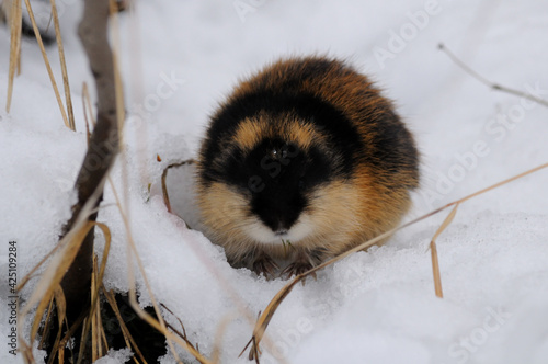 Norwegian lemming, an arctic wild animal in the snow looking for food. Wild scowl of a Norwegian lemming. Khibiny mountains, Murmansk region.