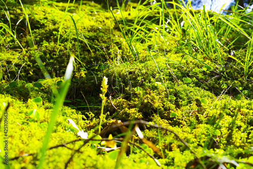 The macrocosm of the fairy-tale forest in the Chegem gorge