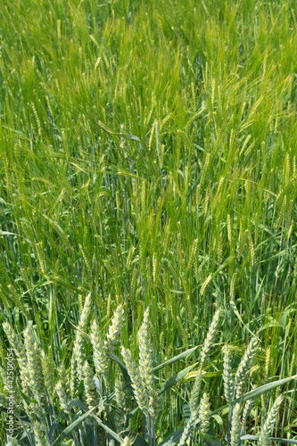 Green field of barley and rye in summer. In the fore some wheat plants.
