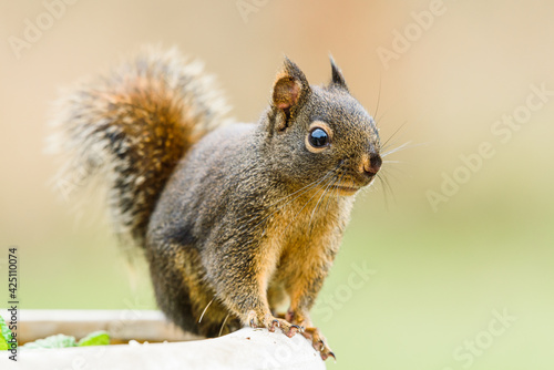 Douglas squirrel close up showing ear tufts and bushy tail
 photo