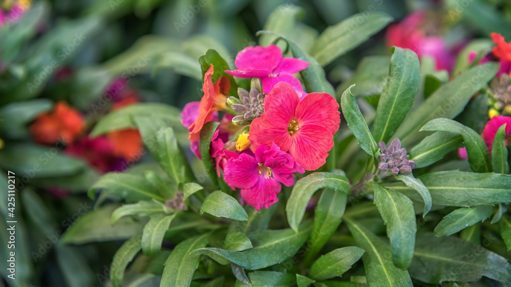 Erysimum cheiri, Cheiranthus cheiri, the wallflower, a popular ornamental plant, widely cultivated for abundant, fragrant flowers Erysimum cheiri, Cheiranthus cheiri, the wallflower, a popular ornamental plant, widely cultivated for abundant, fragrant flowers