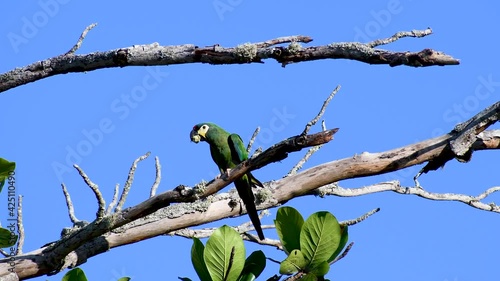 Green parakeet eats a chestnut on the tree. Green leaves and blue sky. Bird fliyes with a nut hold in beak. Brazilian bird known as 