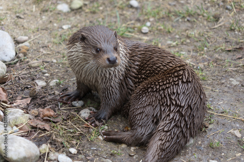 Otter in his natural environment, marginally of a pond