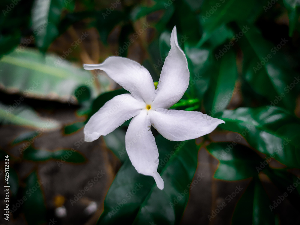 Fototapeta premium A white Crape jasmine flower(edited)