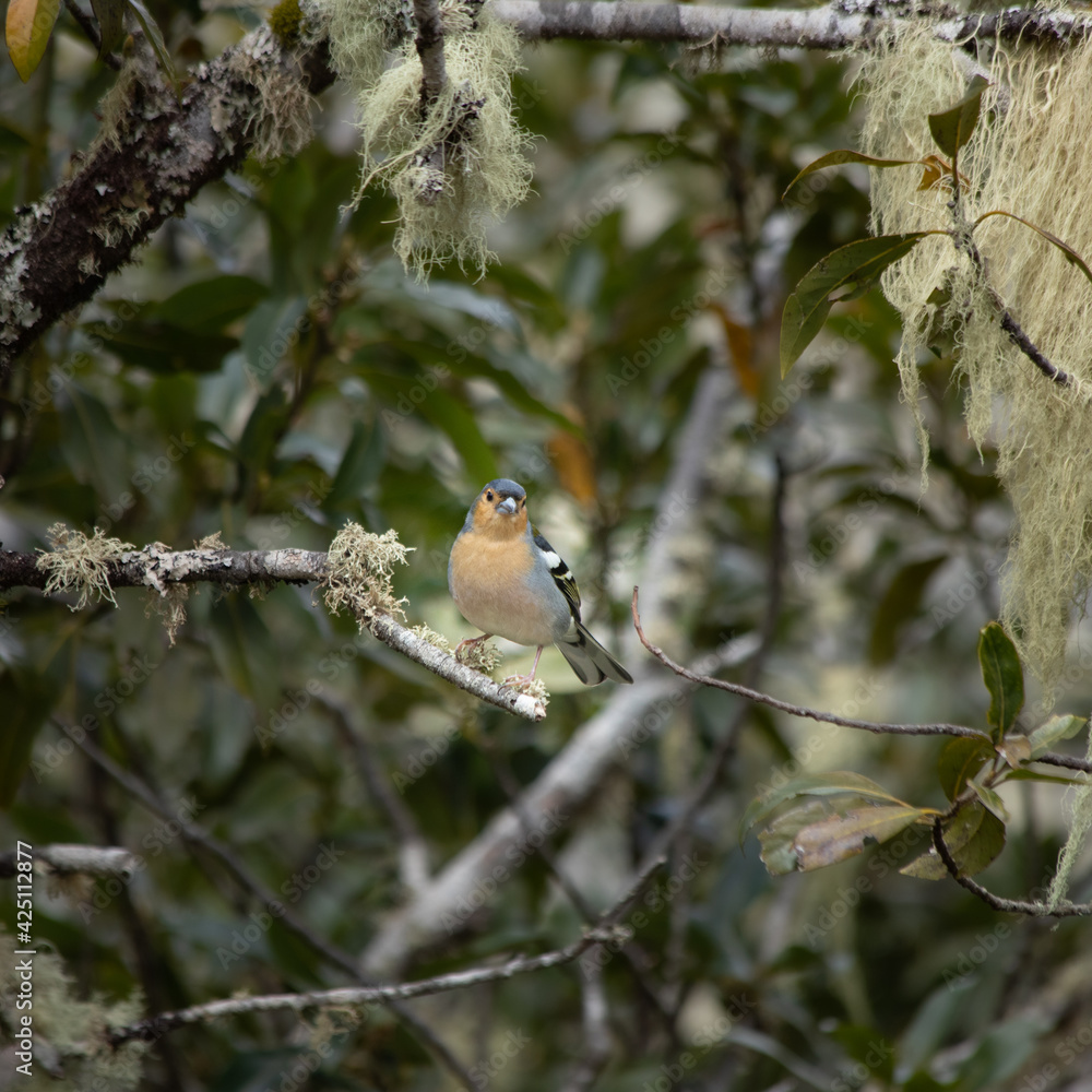 Fototapeta premium bird in the wood