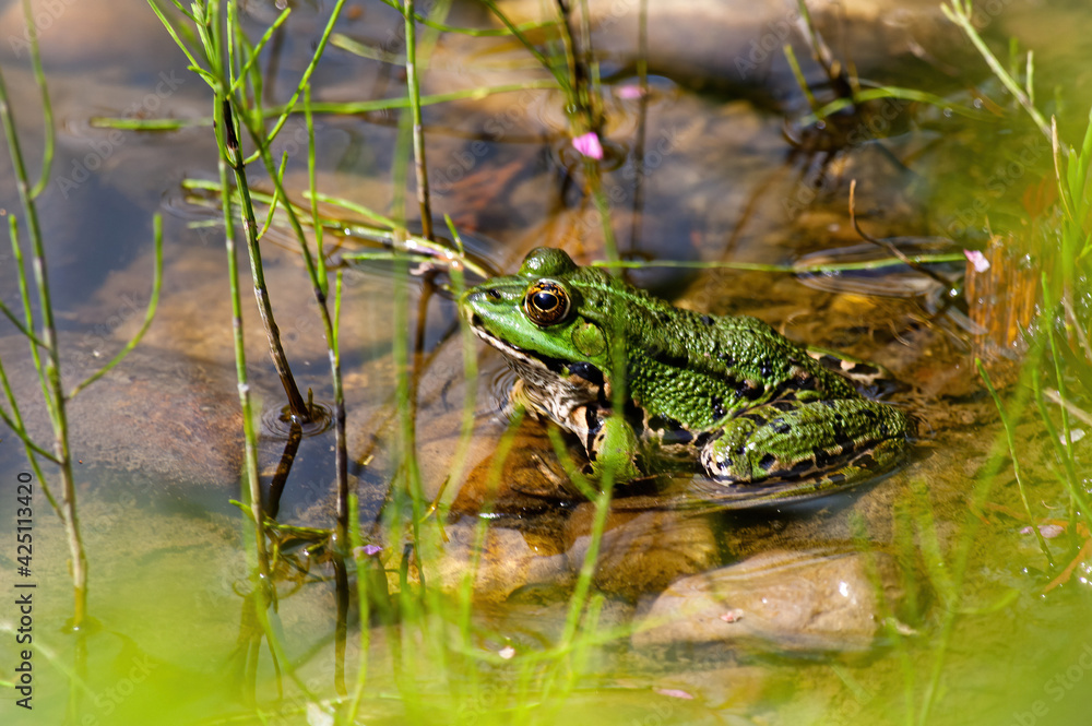 frog in the pond frog in the pond