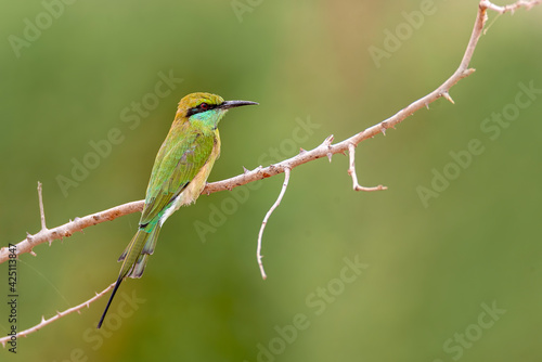 Green Bee-eater The green bee-eater, also known as little green bee-eater, is a near passerine bird in the bee-eater family.