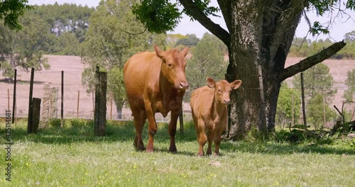 Red Angus cow with calf trotting on green pasture on a sunny day on the farm