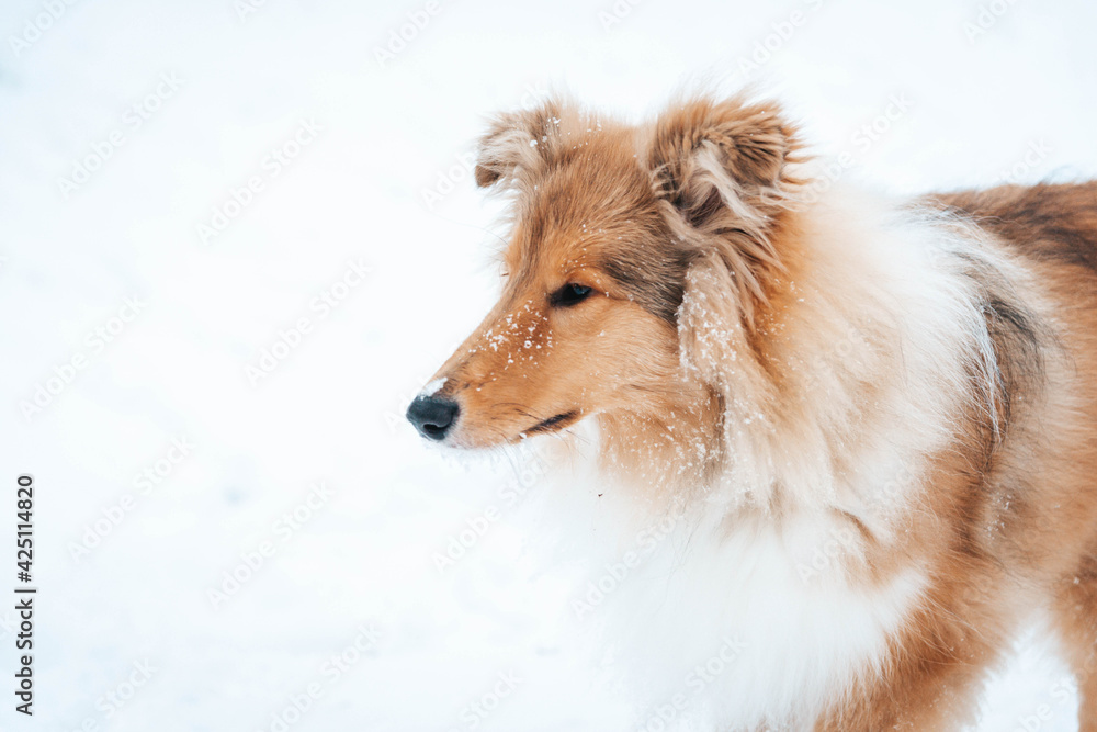 Owczarek szkocki zimą, szczeniak w śniegu, pies lassie Owczarek szkocki zimą, szczeniak w śniegu, pies lassie