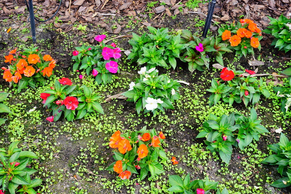 colorful impatiens walleriana flower in a garden
colorful impatiens walleriana flower in a garden