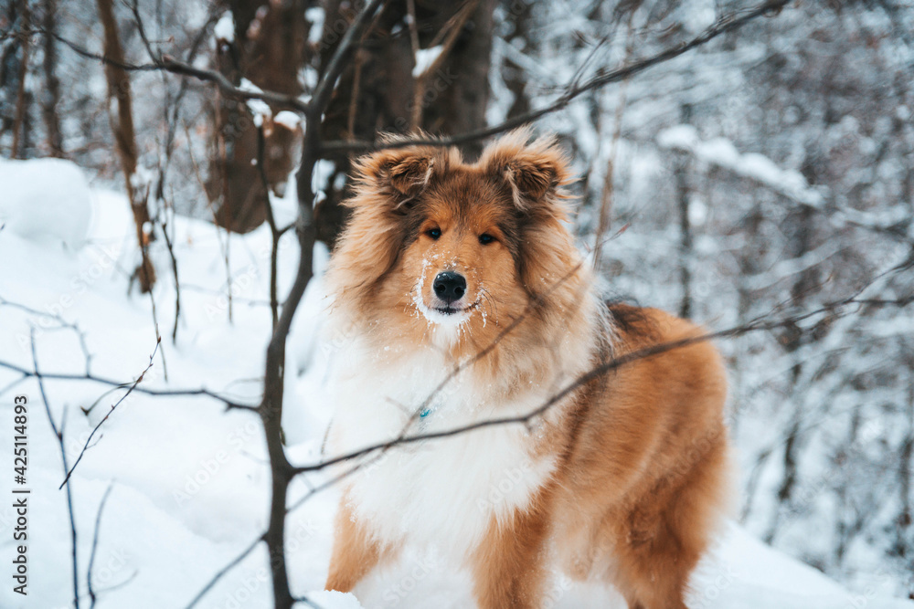 Młody Owczarek szkocki zimą, lassie w śniegu, collie rough szczeniak Młody Owczarek szkocki zimą, lassie w śniegu, collie rough szczeniak