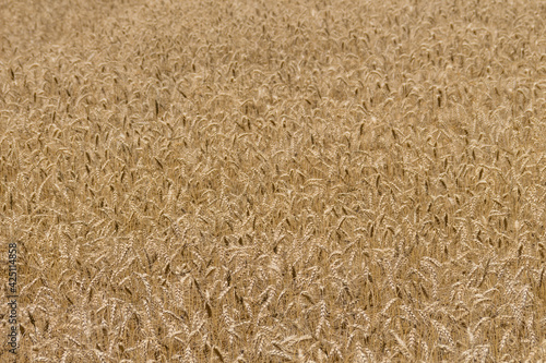 Cultivo de trigo dorado maduro . Concepto de tiempo de cosecha