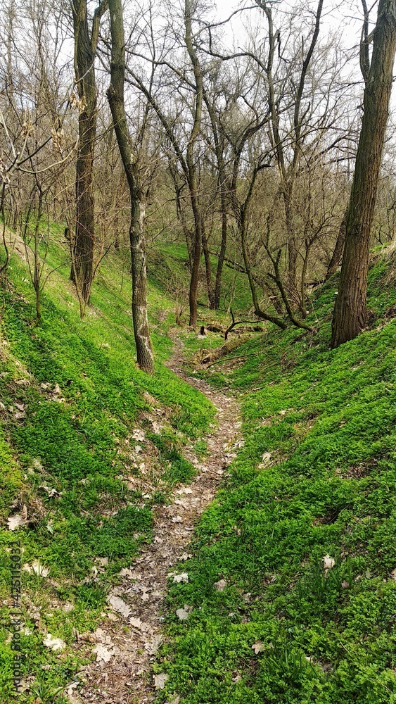 path in the woods path in the woods