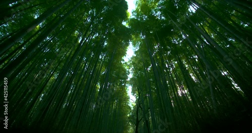 京都嵐山の竹林