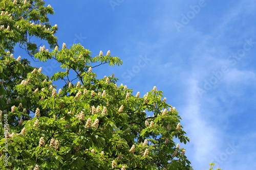 Blooming tree and blue sky