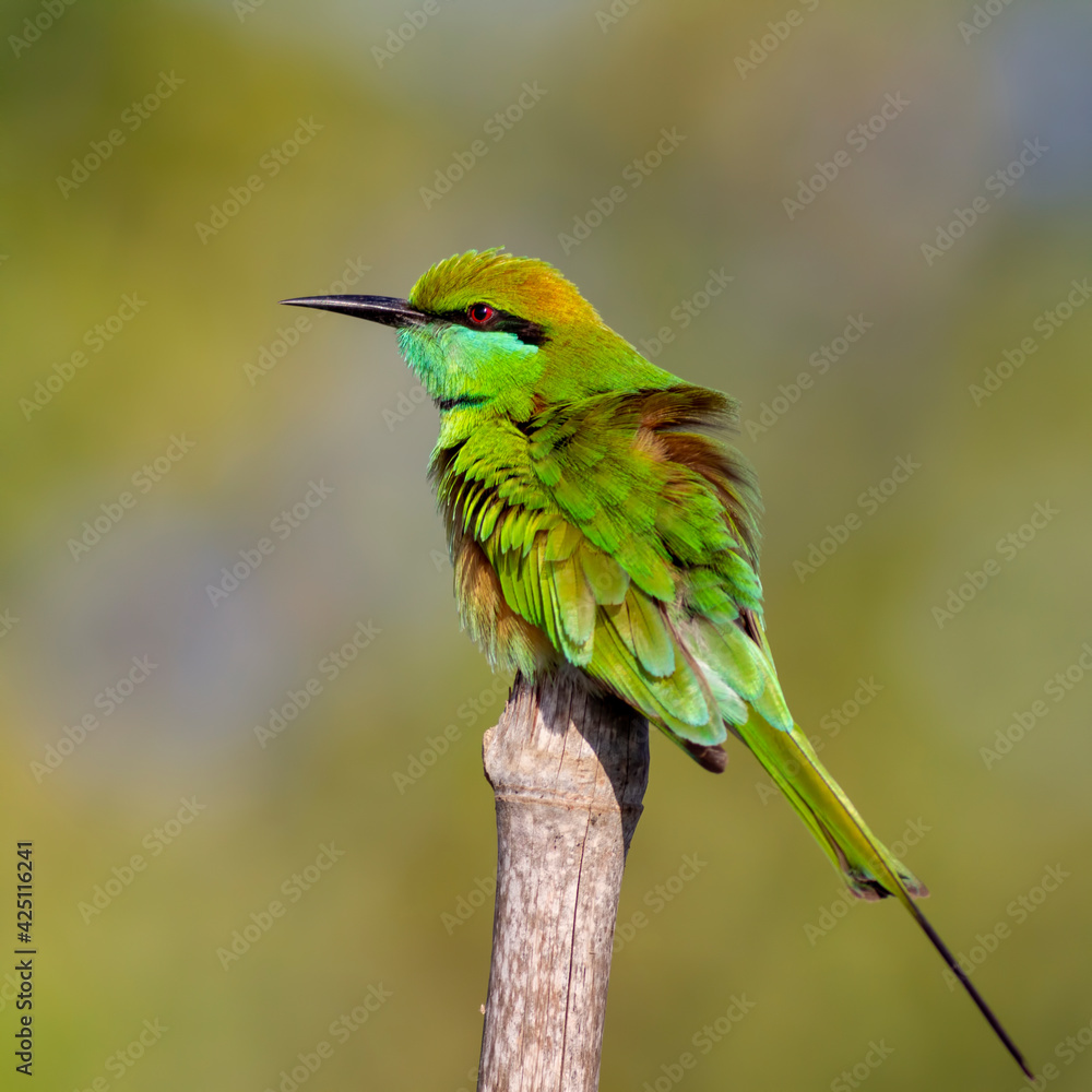 Obraz premium Green Bee-eater. The green bee-eater, also known as little green bee-eater, is a near passerine bird in the bee-eater family.