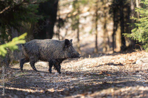 Wild boar searching for food.  European nature. Common wild pig during spring season. Nature in the forest. 