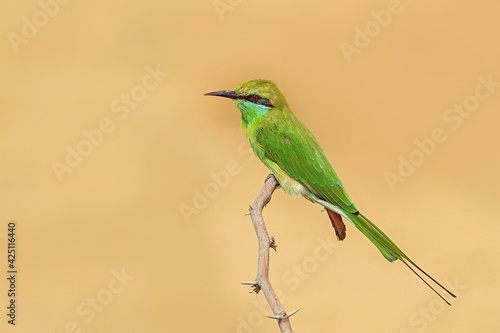 Green Bee-eater. The green bee-eater, also known as little green bee-eater, is a near passerine bird in the bee-eater family.