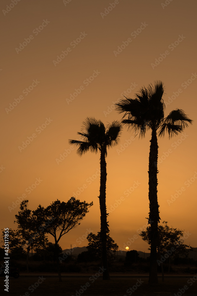 Backlight of palm trees and unburned sun. Vertical.