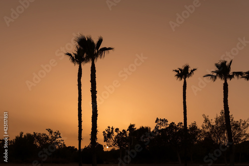 Backlight of palm trees and unburned sun. Horizontal