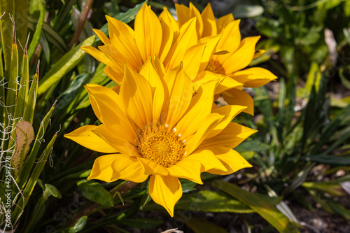 Yellow flower surrounded by leaves
