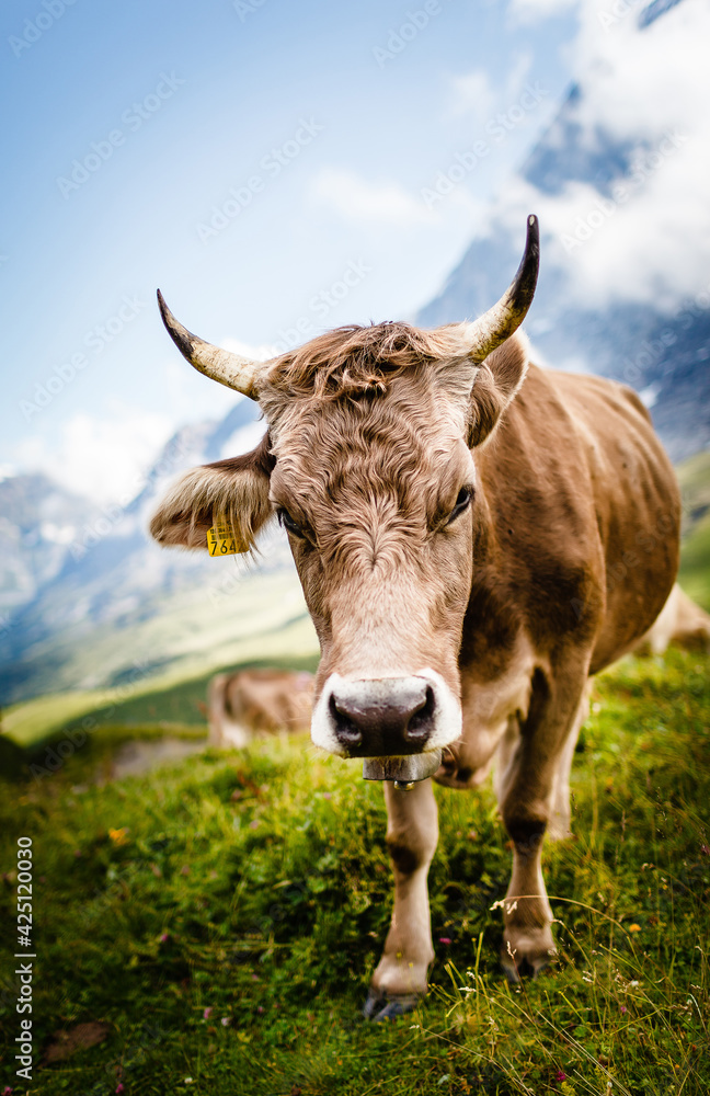 cow in the mountains field