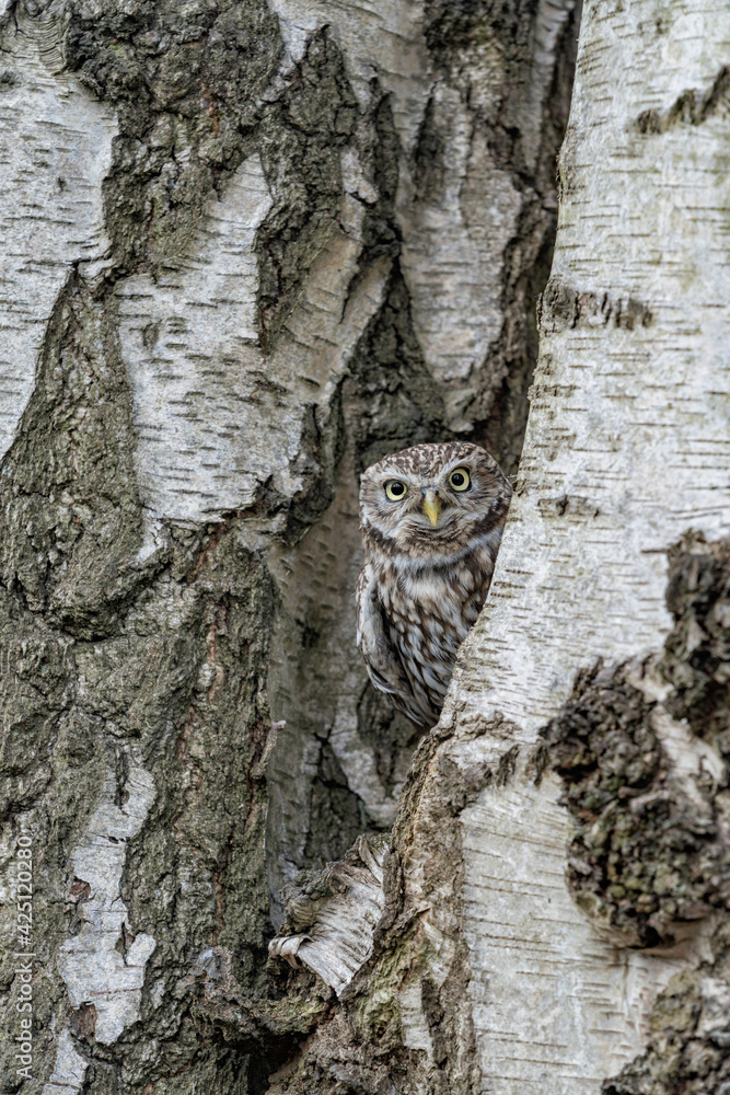 Little Owl blending in to the background and a silver birch tree showing its amazing camouflage. Wild adult European Little Owl (Athene noctua) Little Owl blending in to the background and a silver birch tree showing its amazing camouflage. Wild adult European Little Owl (Athene noctua)