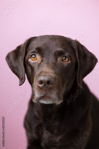 A chocolate-colored Labrador retriever dog looks into the camera, against a pink background. dog and human friendship, care and love for pets