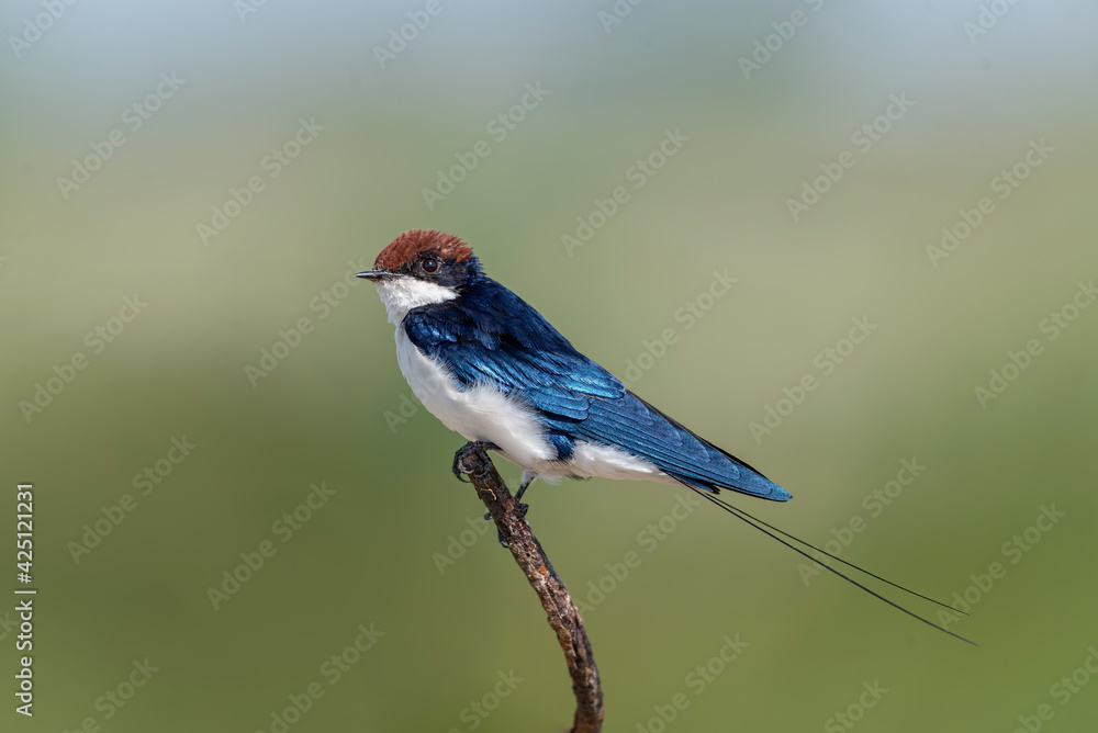 Obraz premium Wire-tailed swallow. The wire-tailed swallow is a small passerine bird in the swallow family. 