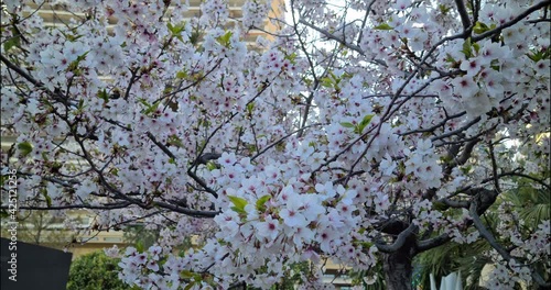 Wallpaper Mural White Cherry Blossoms On A Japanese Cherry Tree (Prunus Serrulata), Closeup View - DCi 4K Video
 Torontodigital.ca