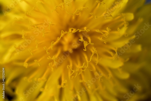 dandelion flower close-up yellow