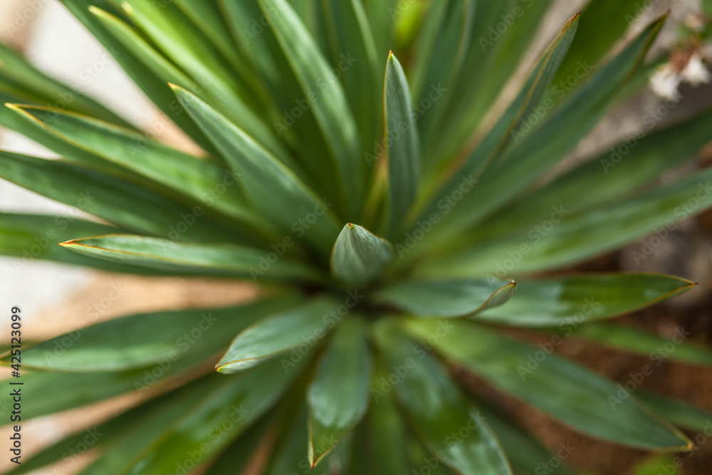 Sharp pointed agave plant leaves,a green potted plant grows like a star in all directions Sharp pointed agave plant leaves,a green potted plant grows like a star in all directions