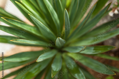 Sharp pointed agave plant leaves a green potted plant grows like a star in all directions