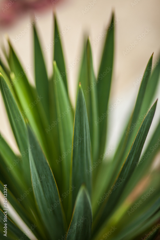 green potted plant with long, narrow, sharp leaves green potted plant with long, narrow, sharp leaves