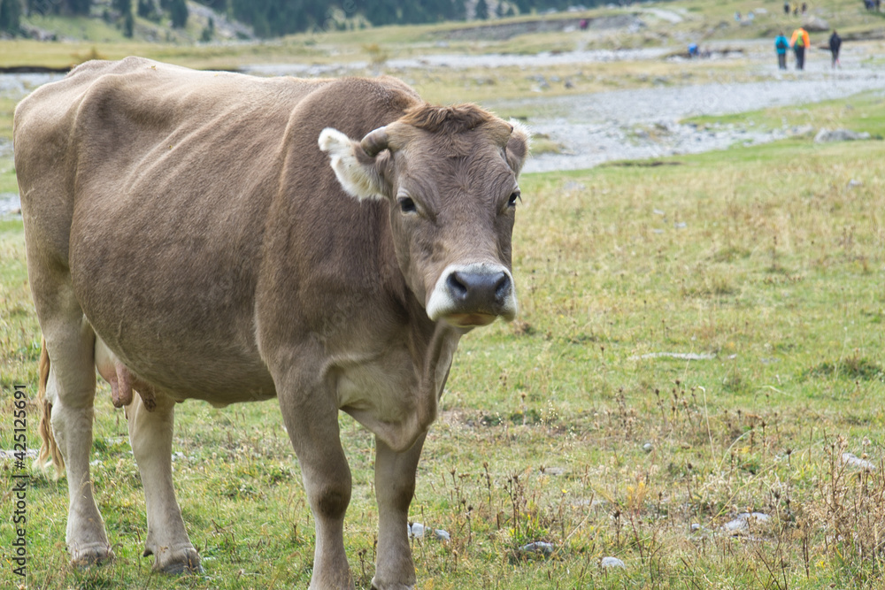 cows grazing and drinking water in the Soaso circus in the Ordesa y Monte Perdido National Park, in the Aragonese Pyrenees, located in Huesca, Spain.