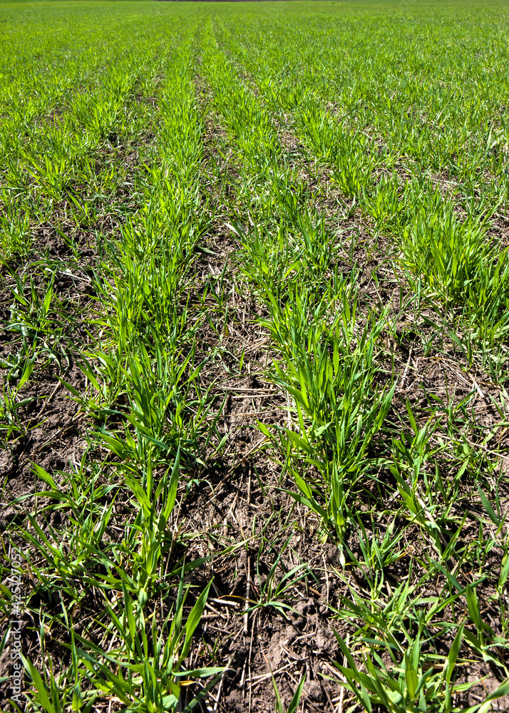 rows of winter wheat close up, foliar feeding during tillering rows of winter wheat close up, foliar feeding during tillering
